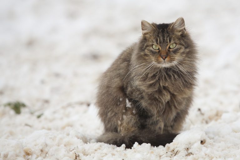 races de chat qui préfèrent l’hiver