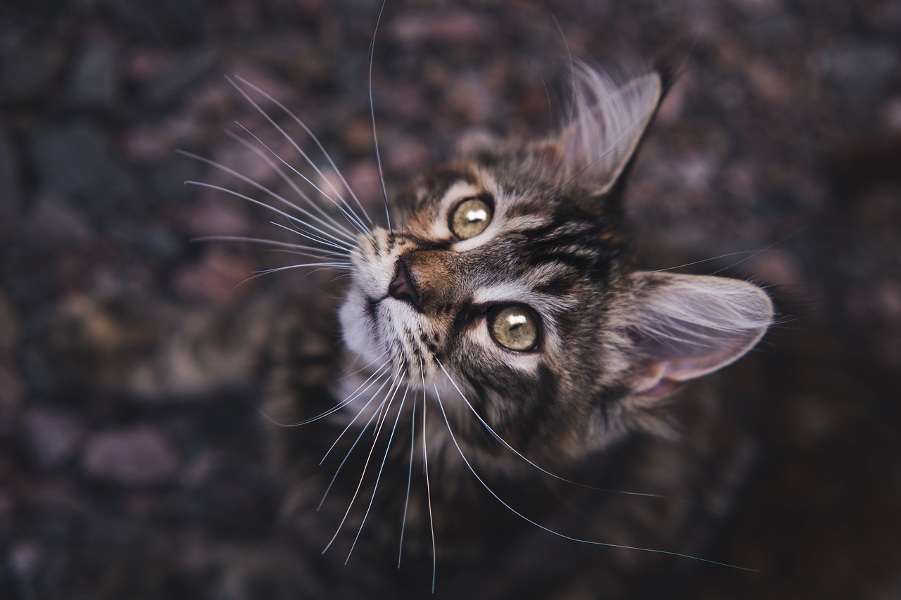 races de chat s’adaptent à toutes les situations