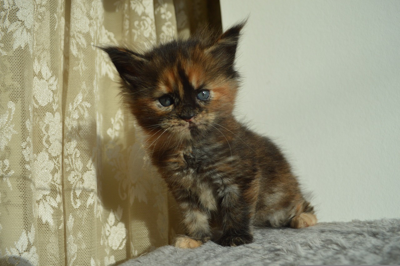 races de chat s’entendent avec n’importe quel animal