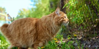 races de chat qui n’ont pas de queue