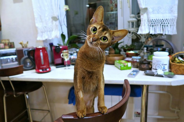 races de chat qui savent ouvrir les tiroirs 