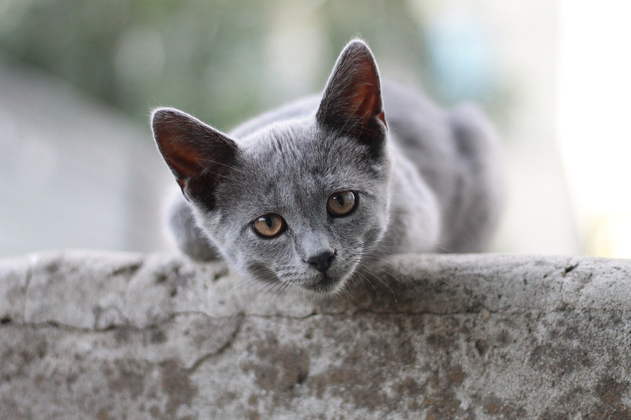 races de chat volent nourriture