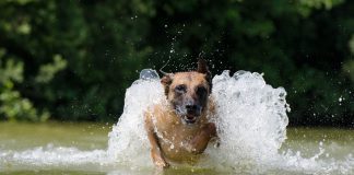 races de chien adorent activités sportives