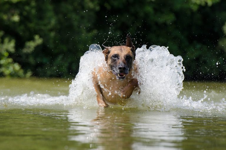 races de chien adorent activités sportives