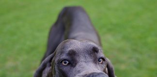 races de chien qui ont l’air menaçantes