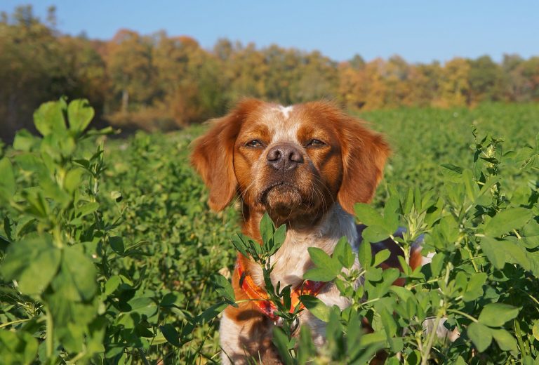 races de chien qui attaquent les poules