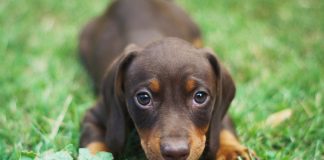 races de chien besoin d’être au centre de l’attention