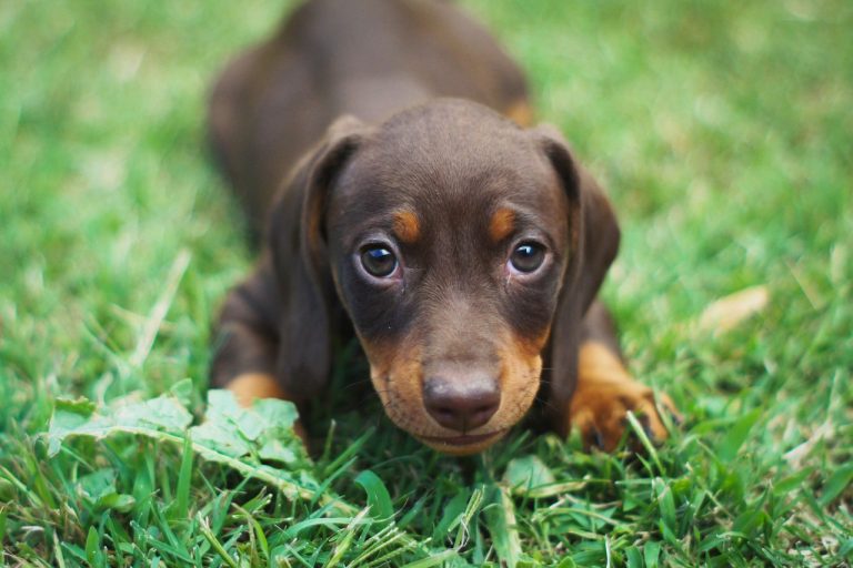 races de chien besoin d’être au centre de l’attention