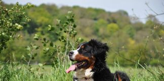 races de chien qui vont vous consoler