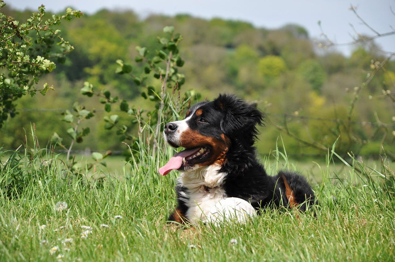 races de chien qui vont vous consoler