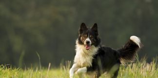 races de chien d’extérieur