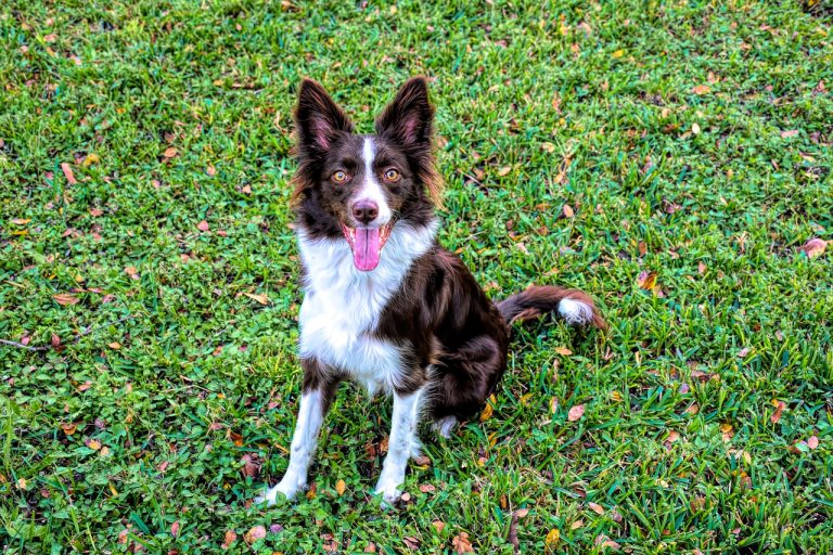 4 races de chien qui sont les plus élégantes