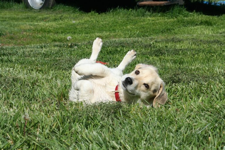 races de chien qui enterrent leur nourriture