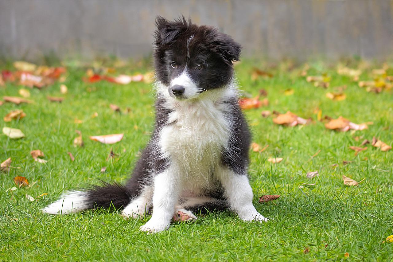 races de chien qui savent ouvrir les tiroirs