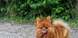 races de chien de vraies piles électriques