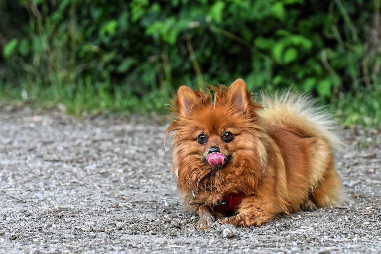 races de chien de vraies piles électriques