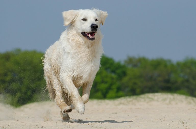 races de chien les plus aventureuses 