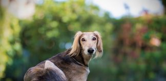 races de chien qui préfèrent l’été