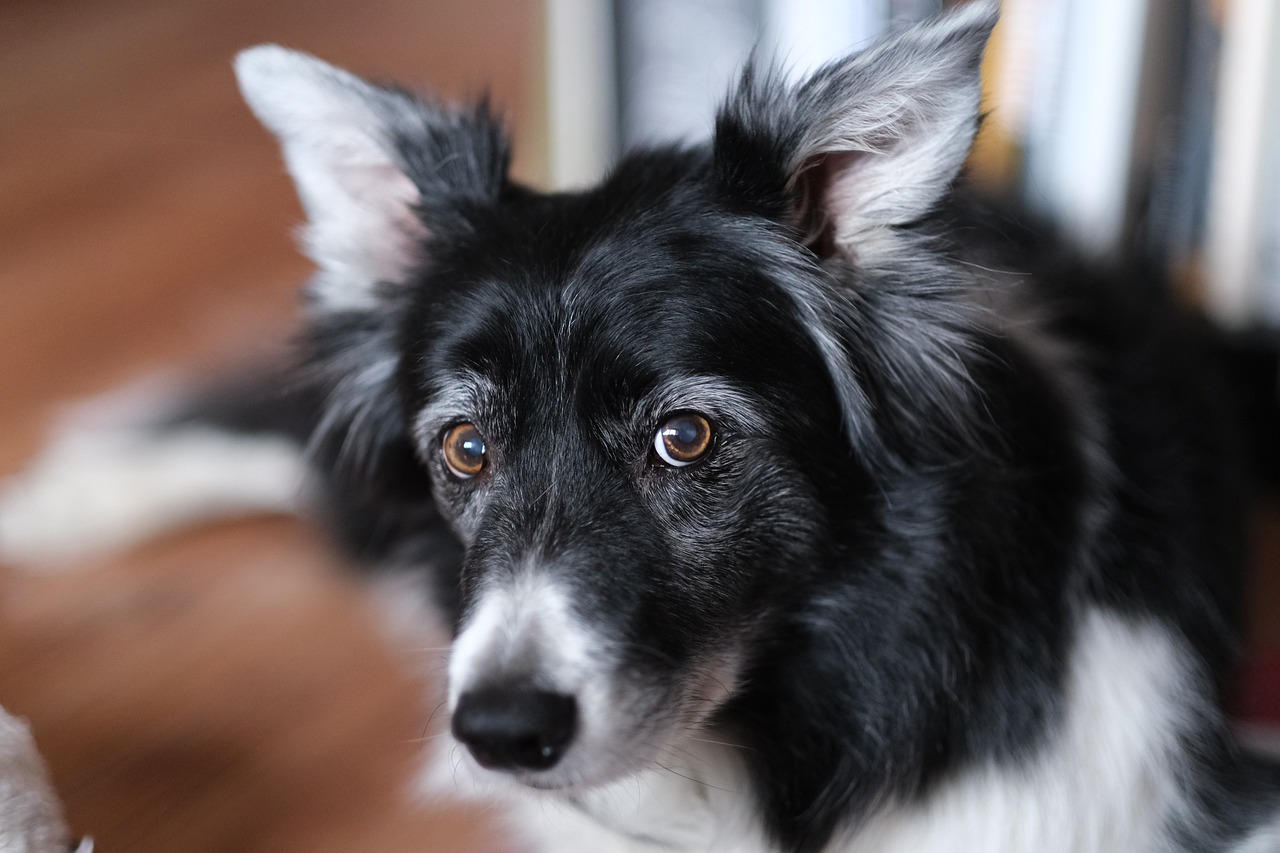 races de chien qui savent ouvrir les tiroirs