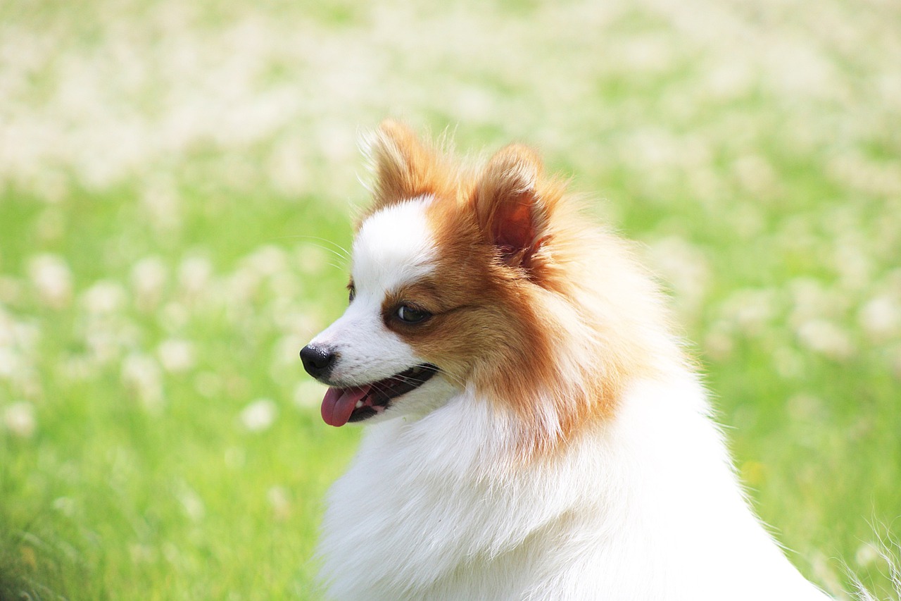 races de chien vivre n’importe quel animal