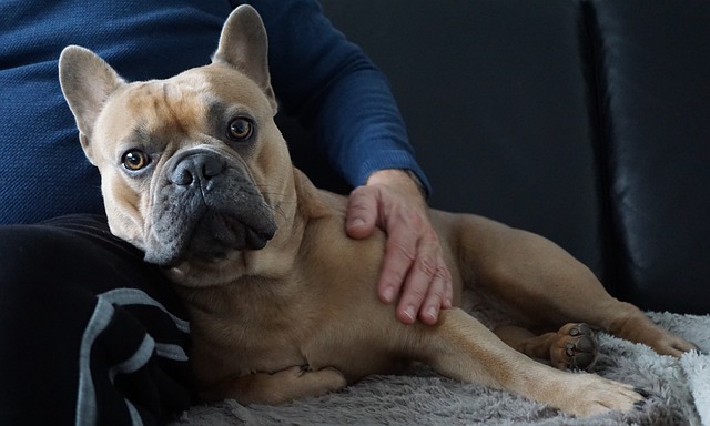 se rapprocher de votre chien