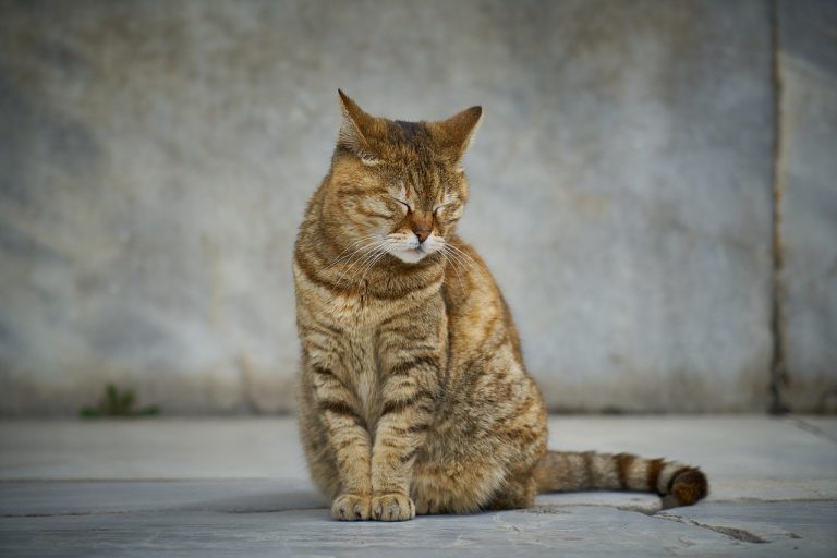 savoir si votre chat est malheureux