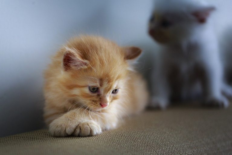 Comment savoir si votre chat s’ennuie