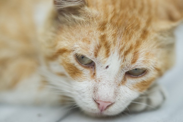 comment savoir si chat souffre de la solitude