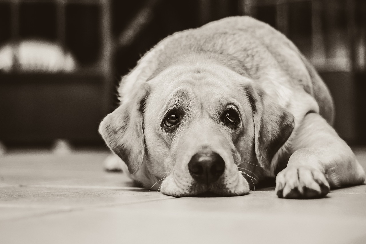 votre chien s’ennuie avec vous