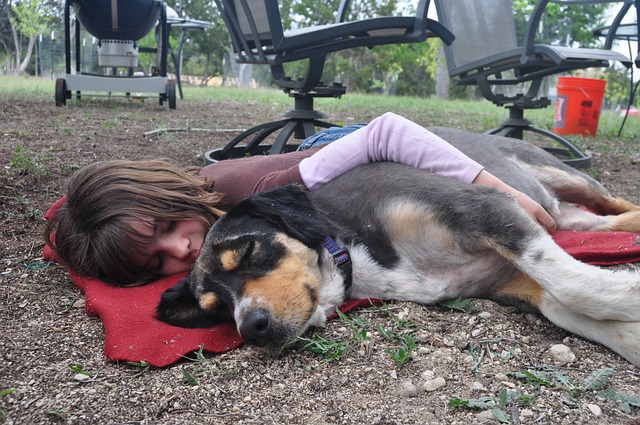 se rapprocher de votre chien