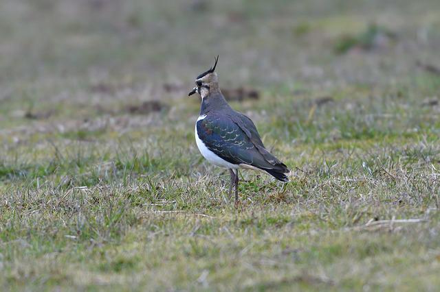 oiseau vanneau huppé