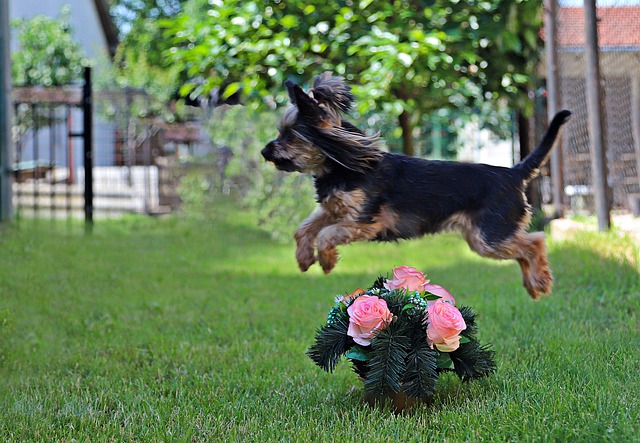 comment chien arrête de sauter