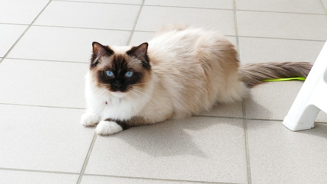 chat Ragdoll vendu 2022