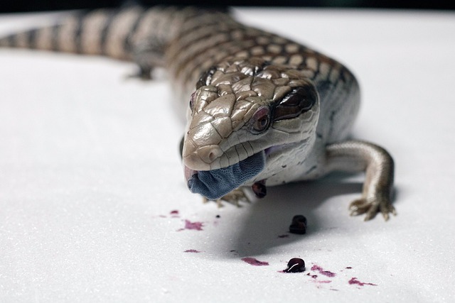 lézard Scinque à langue bleue