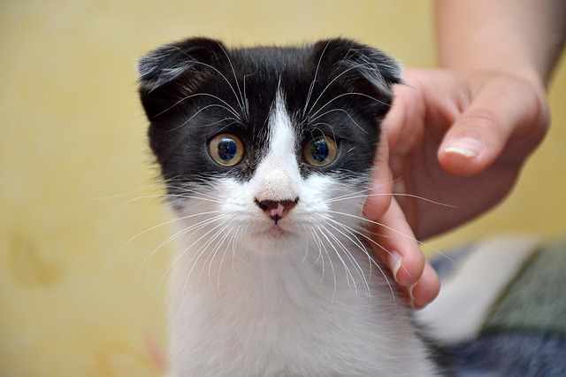 race de chat accepte mieux changement