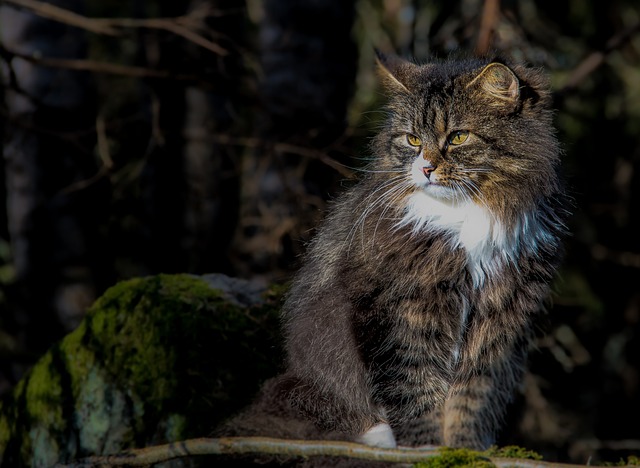 race de chat plus forte