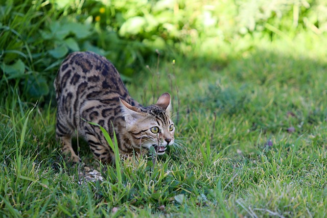 race de chat hyperactive