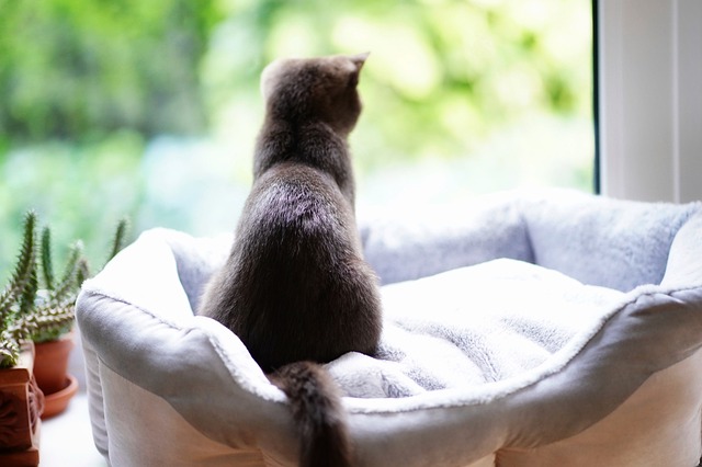 races de chat qui ne lâchent pas leur maître semelle