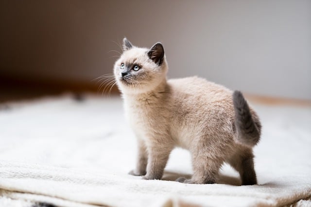 race de chat qui ressemblent à un chaton