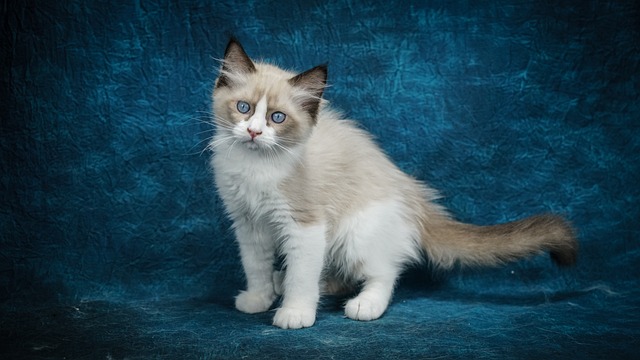 race de chat yeux que pour leur maître