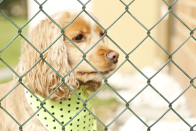 race de chien accepte pas le changement