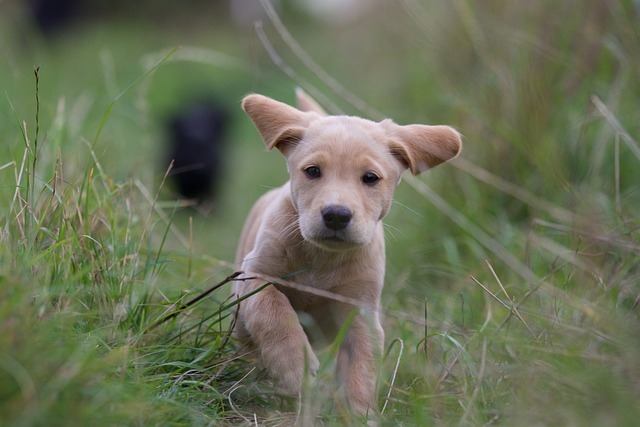 race chien besoin être centre de l'attention