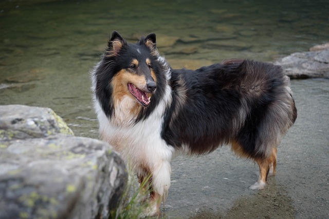 races de chien perdent beaucoup de poils