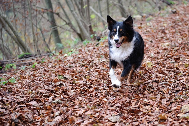 race de chien qui comprend vite