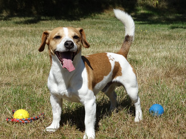 race chien grimper aux arbres