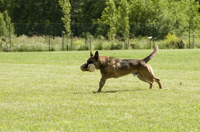 race de chien sait grimper aux arbres 