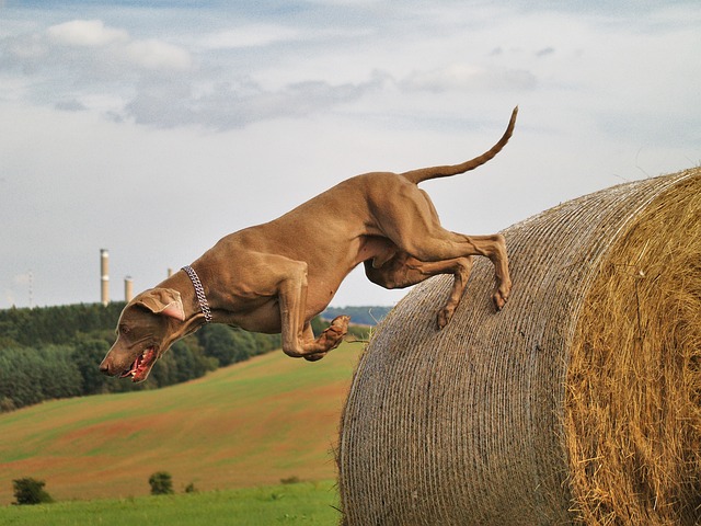 race de chien idéale pour agility