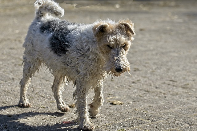 race de chien jamais tranquille