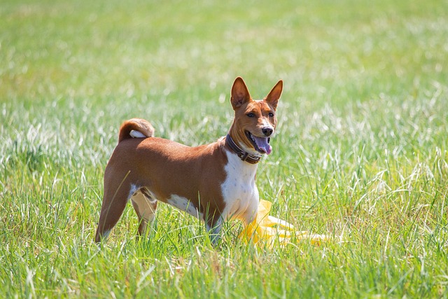 race chien qui ne mue pas