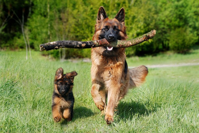 race de chien les plus vendue en 2022